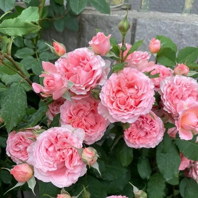 Fragrant Roses Seeds