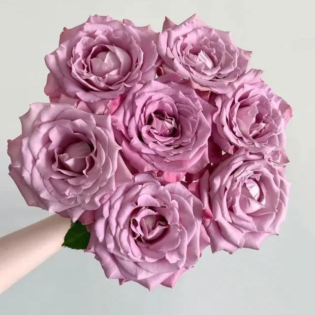 Fragrant Roses Seeds