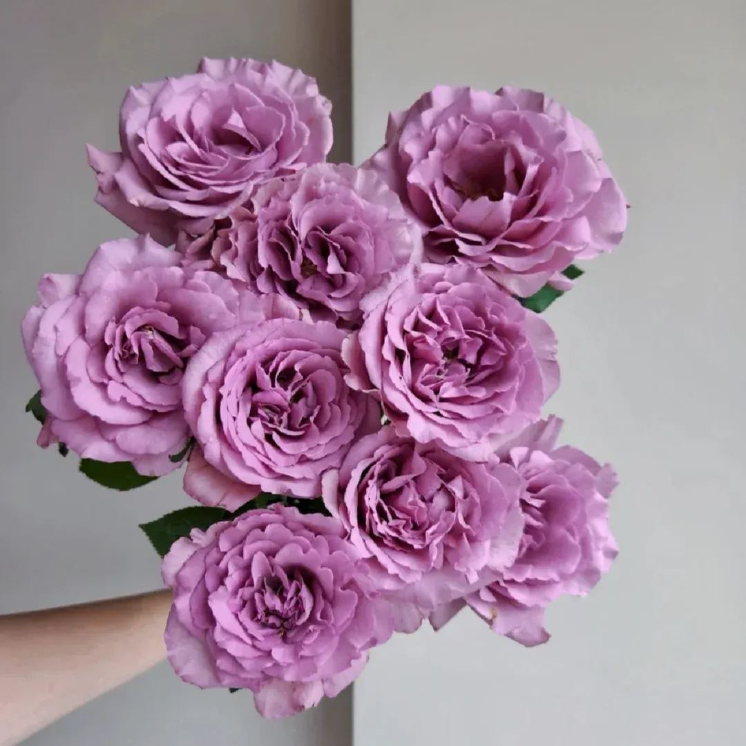 Fragrant Roses Seeds