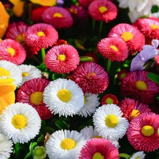 Bellis Perennis