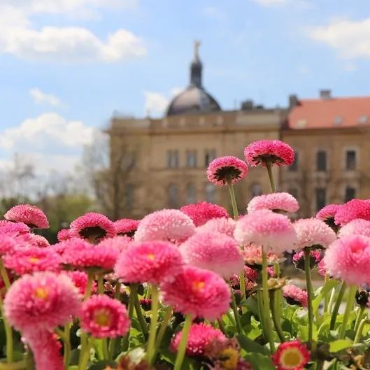 Bellis Perennis