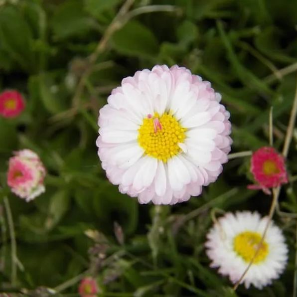 Bellis Perennis