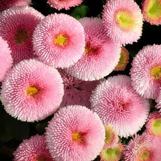 Bellis Perennis