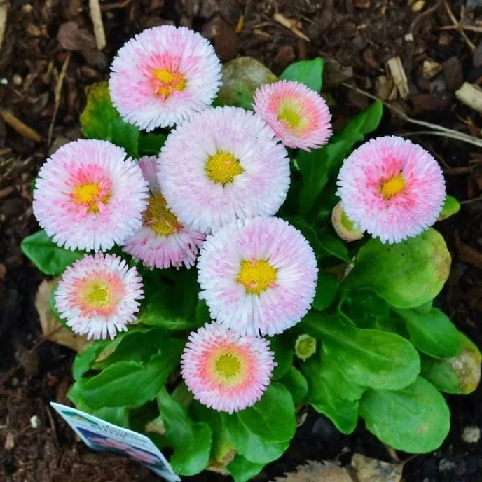 Bellis Perennis
