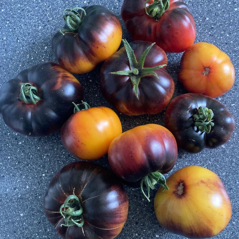 Lucid Gem Tomato Seeds Organic, Heirloom Tomatoes