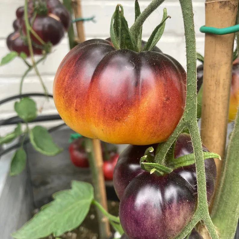 Lucid Gem Tomato Seeds Organic, Heirloom Tomatoes