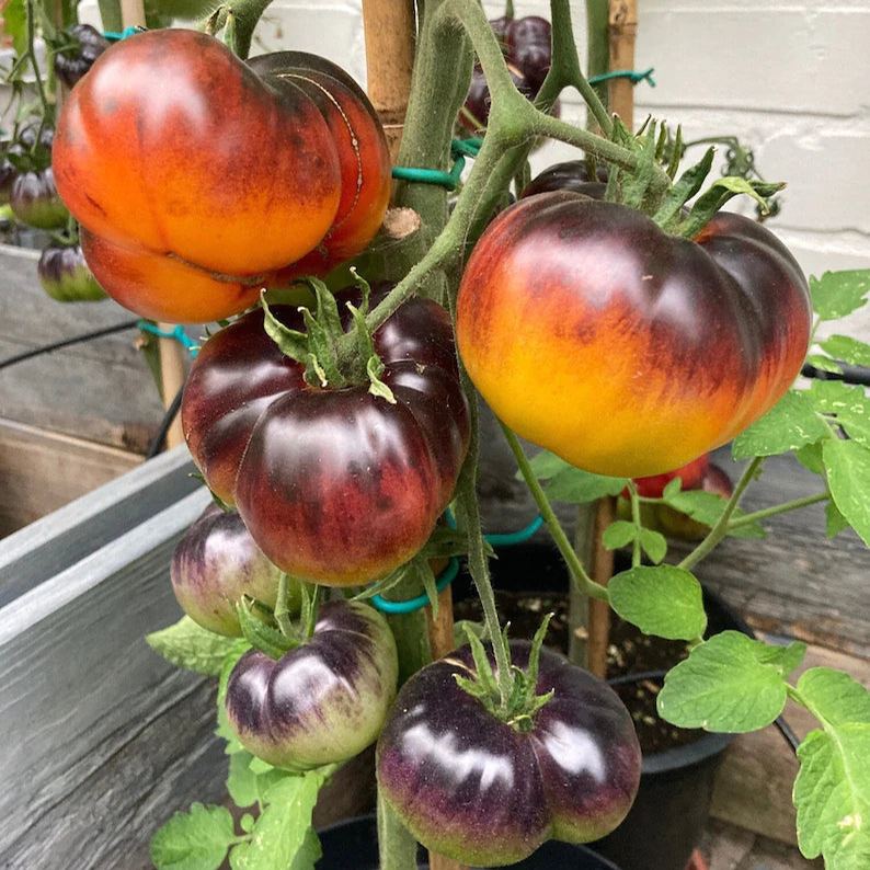 Lucid Gem Tomato Seeds Organic, Heirloom Tomatoes