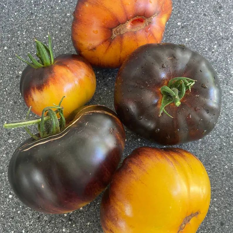 Lucid Gem Tomato Seeds Organic, Heirloom Tomatoes