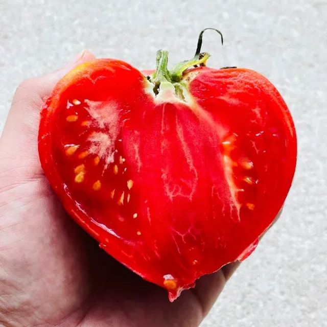 Lucid Gem Tomato Seeds Organic, Steak Tomatoes, Heirloom Tomatoes