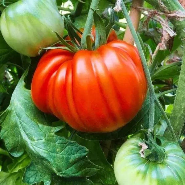 Lucid Gem Tomato Seeds Organic, Steak Tomatoes, Heirloom Tomatoes