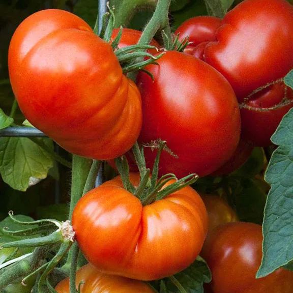 Lucid Gem Tomato Seeds Organic, Steak Tomatoes, Heirloom Tomatoes