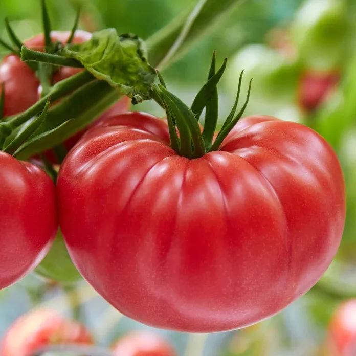Lucid Gem Tomato Seeds Organic, Steak Tomatoes, Heirloom Tomatoes