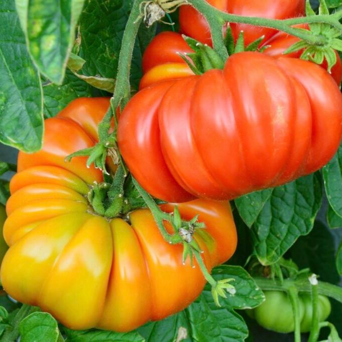 Lucid Gem Tomato Seeds Organic, Steak Tomatoes, Heirloom Tomatoes