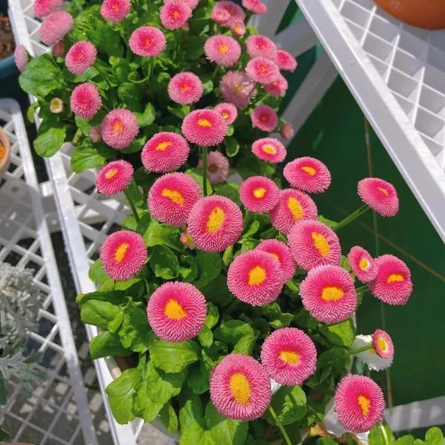 Bellis Perennis Seeds