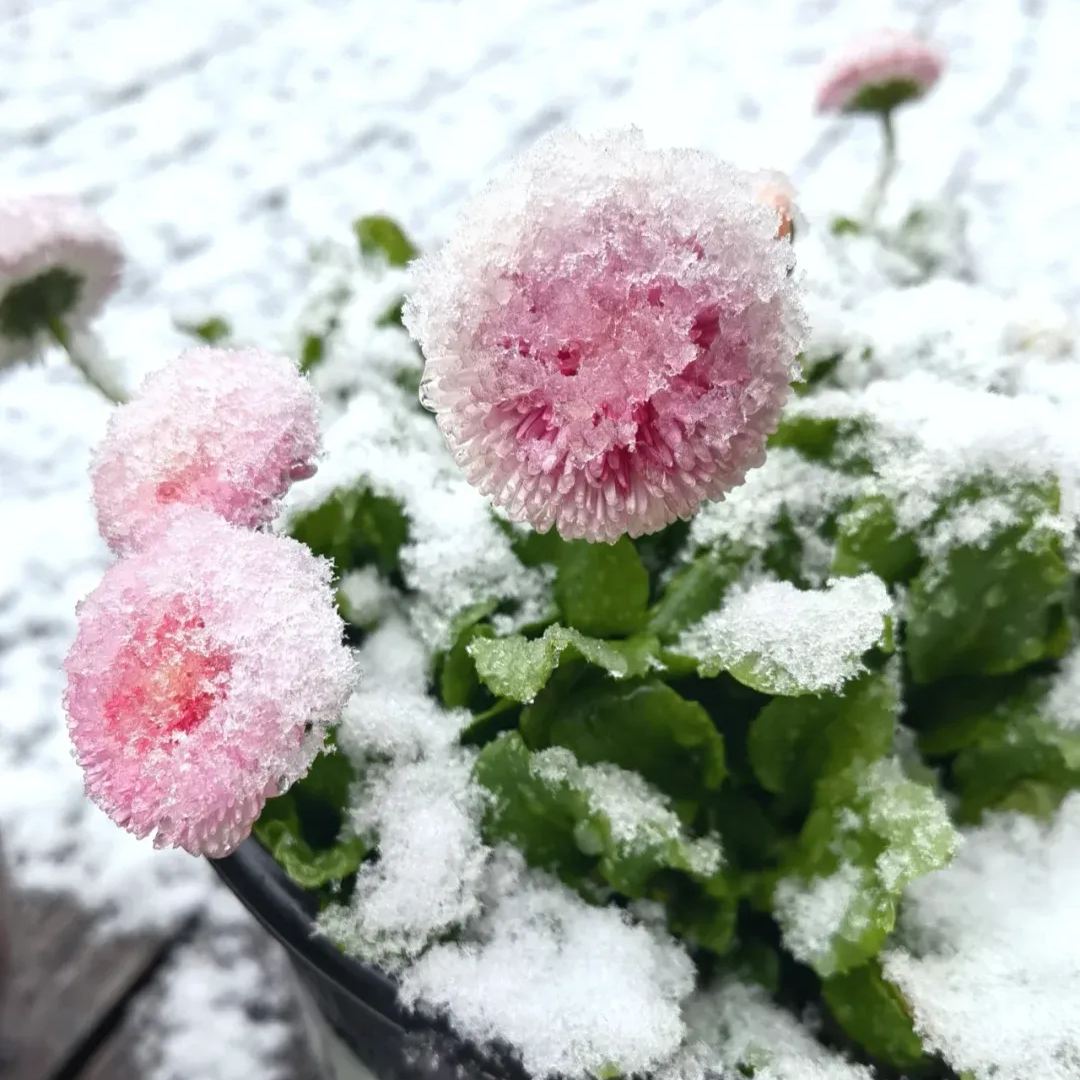 Bellis Perennis Seeds
