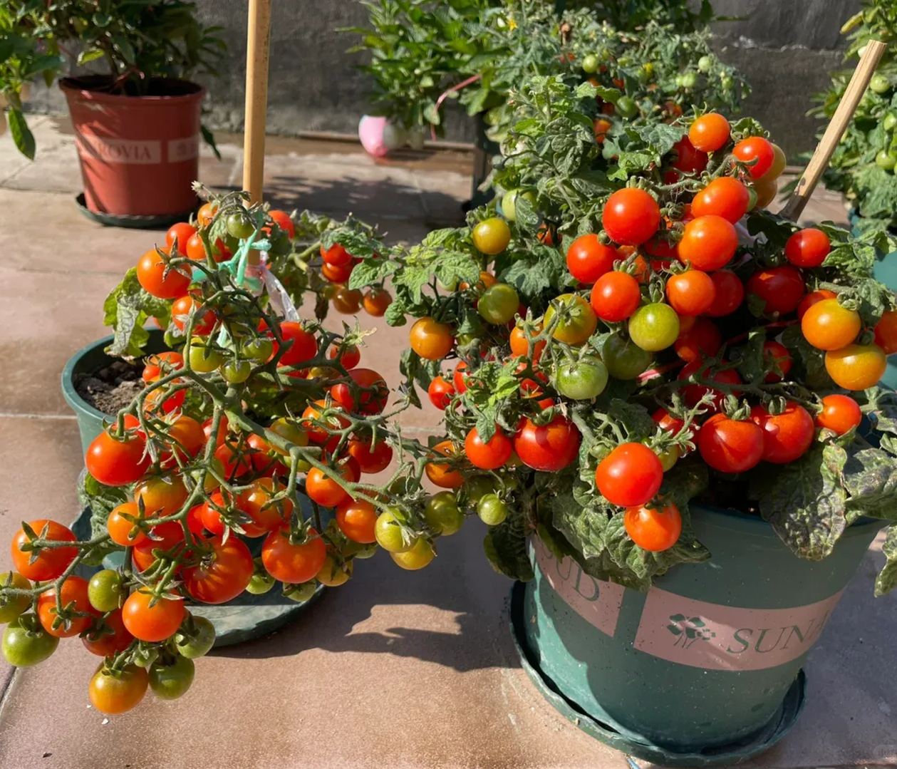 Cherry Tomatoes, Dwarf Tomatoes Seeds