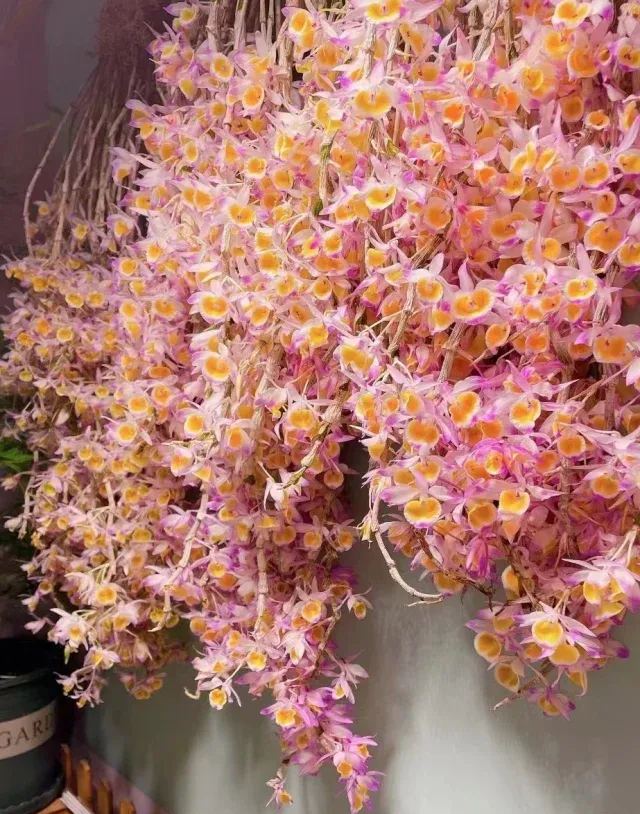 Rare Dendrobium Orchid Seeds-chloriseeds