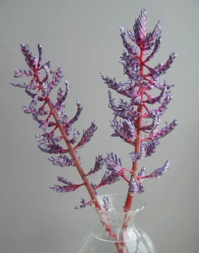 Aechmea Blue Rain 💙🪷 Seeds-chloriseeds