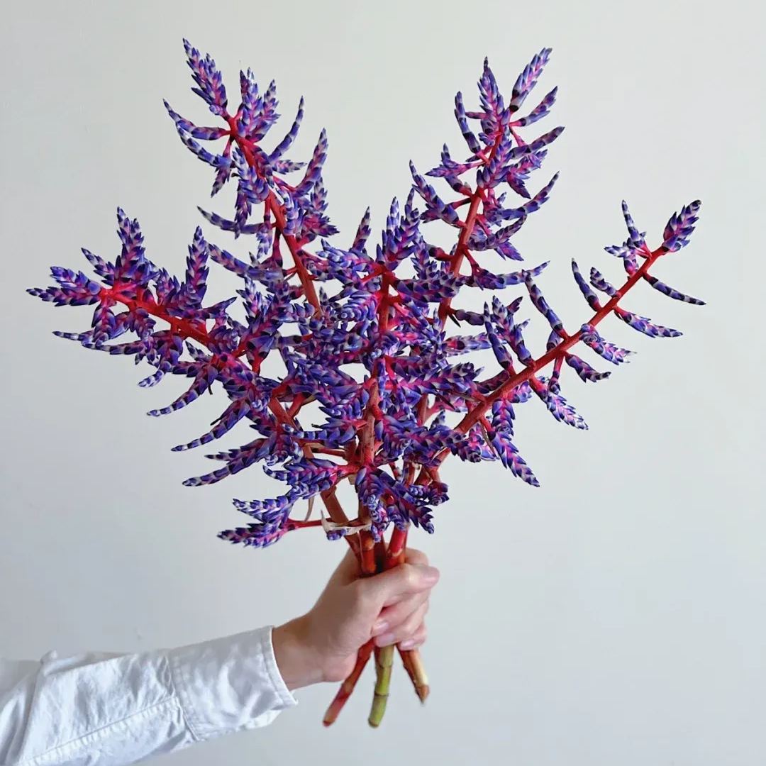 Aechmea Blue Rain 💙🪷 Seeds-chloriseeds