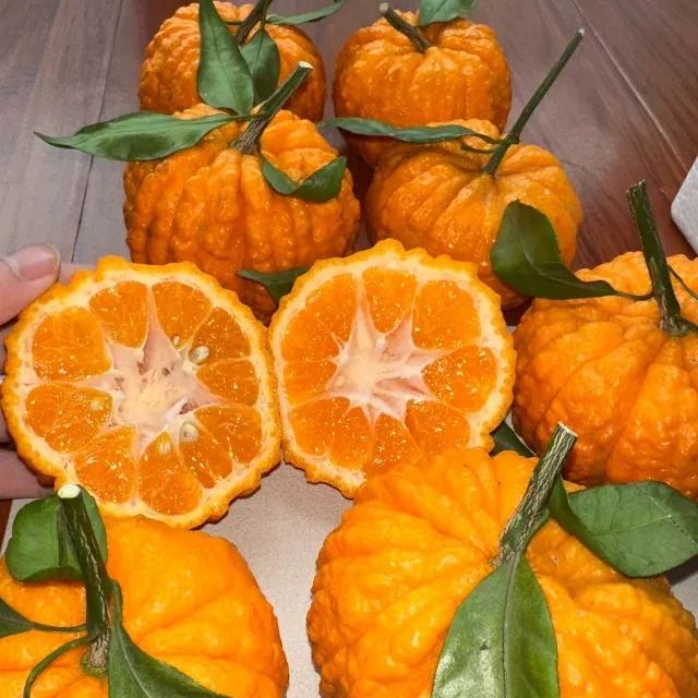 🎃🍊Pumpkin Orange Seeds