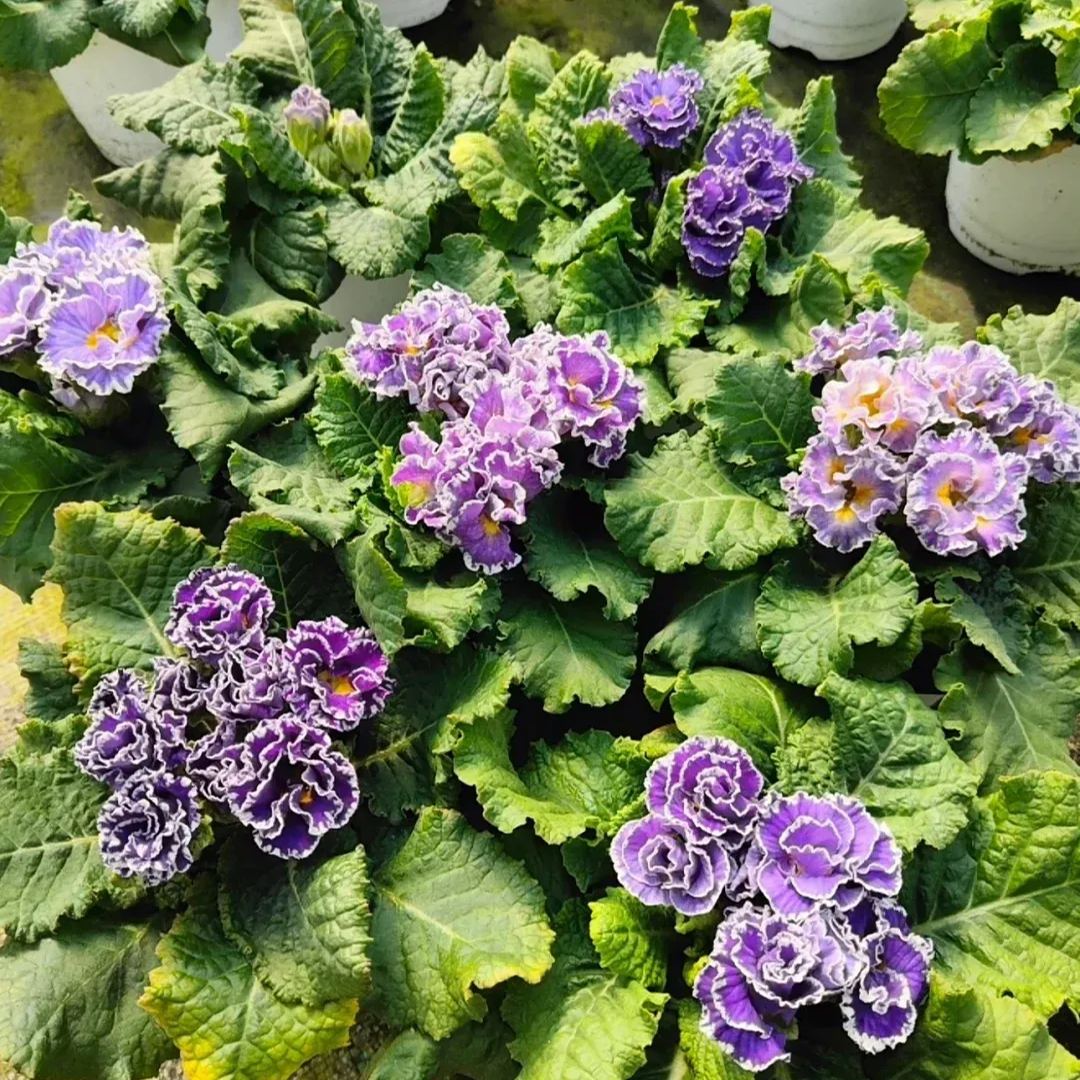 Primula Malacoides Seeds, Primrose Seeds-chloriseeds