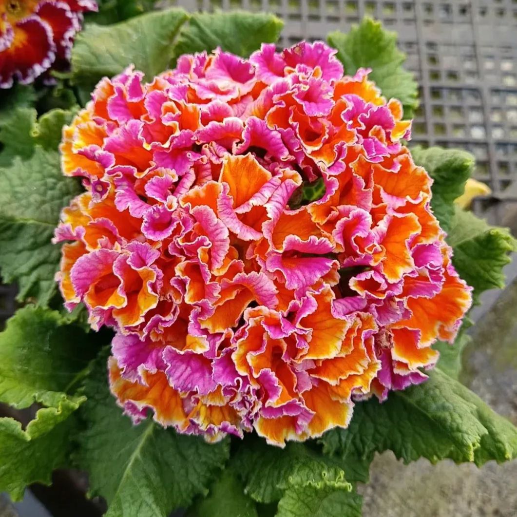 Primula Malacoides Seeds, Primrose Seeds-chloriseeds