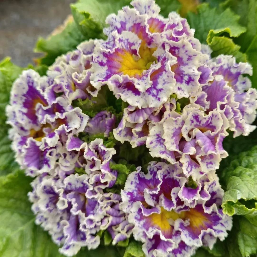 Primula Malacoides Seeds, Primrose Seeds-chloriseeds