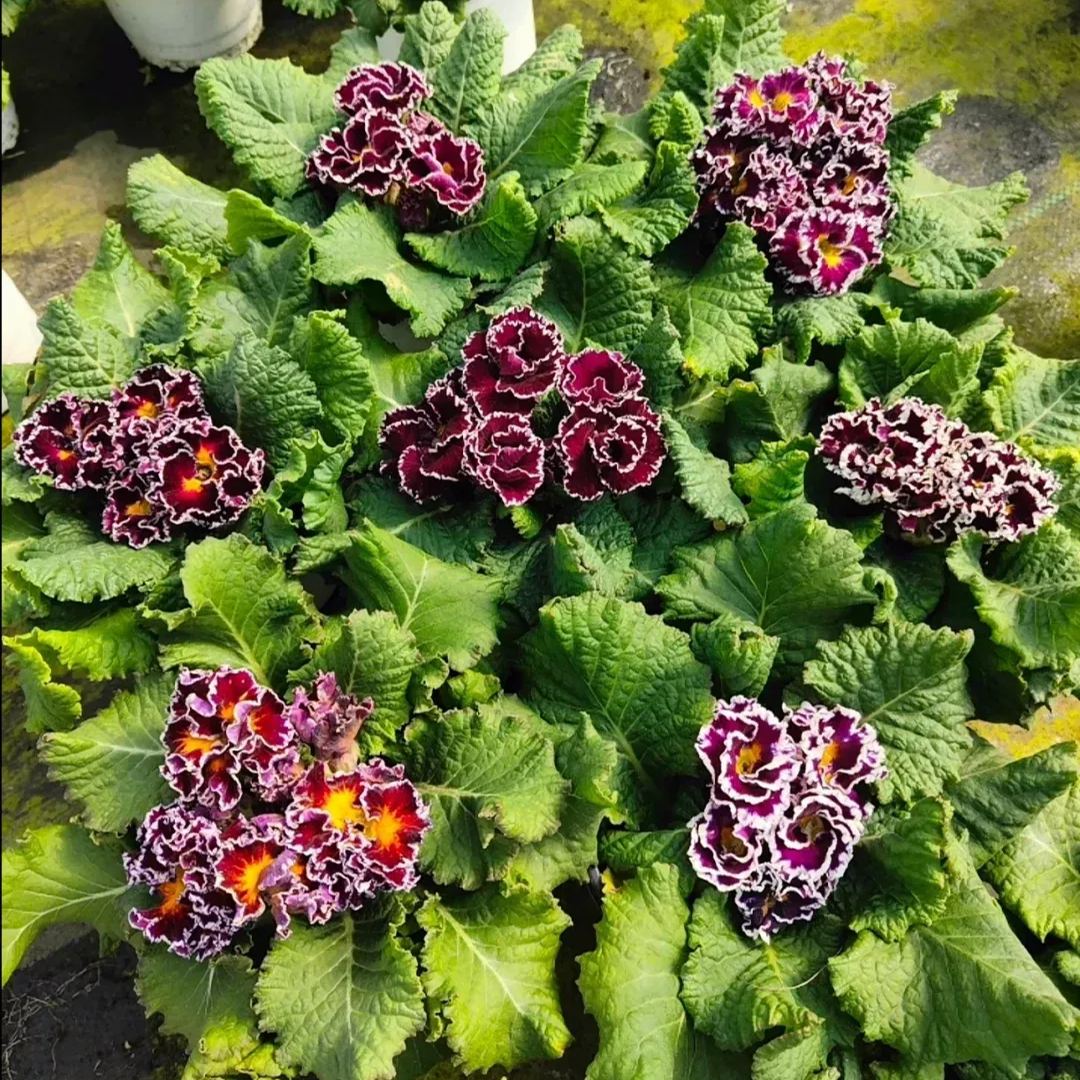 Primula Malacoides Seeds, Primrose Seeds-chloriseeds