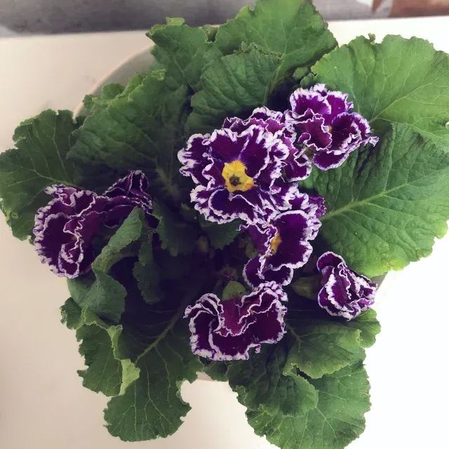 Primula Malacoides Seeds, Primrose Seeds-chloriseeds