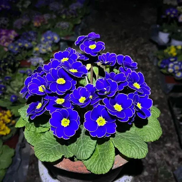 Primula Malacoides Seeds, Primrose Seeds-chloriseeds