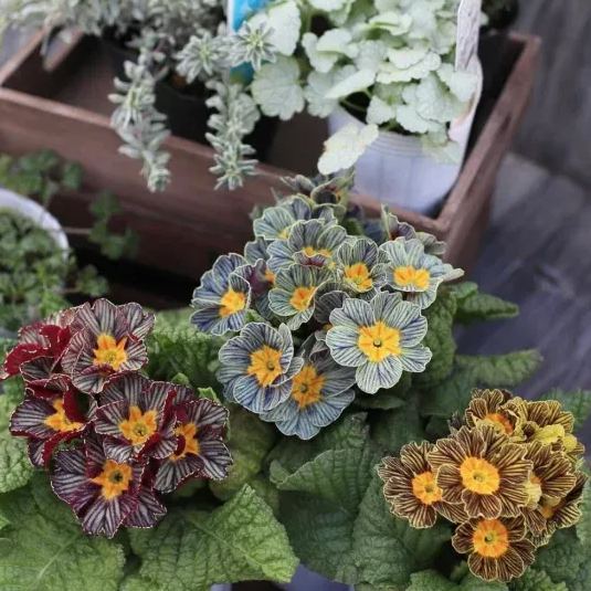 Primula Malacoides Seeds, Primrose Seeds-chloriseeds