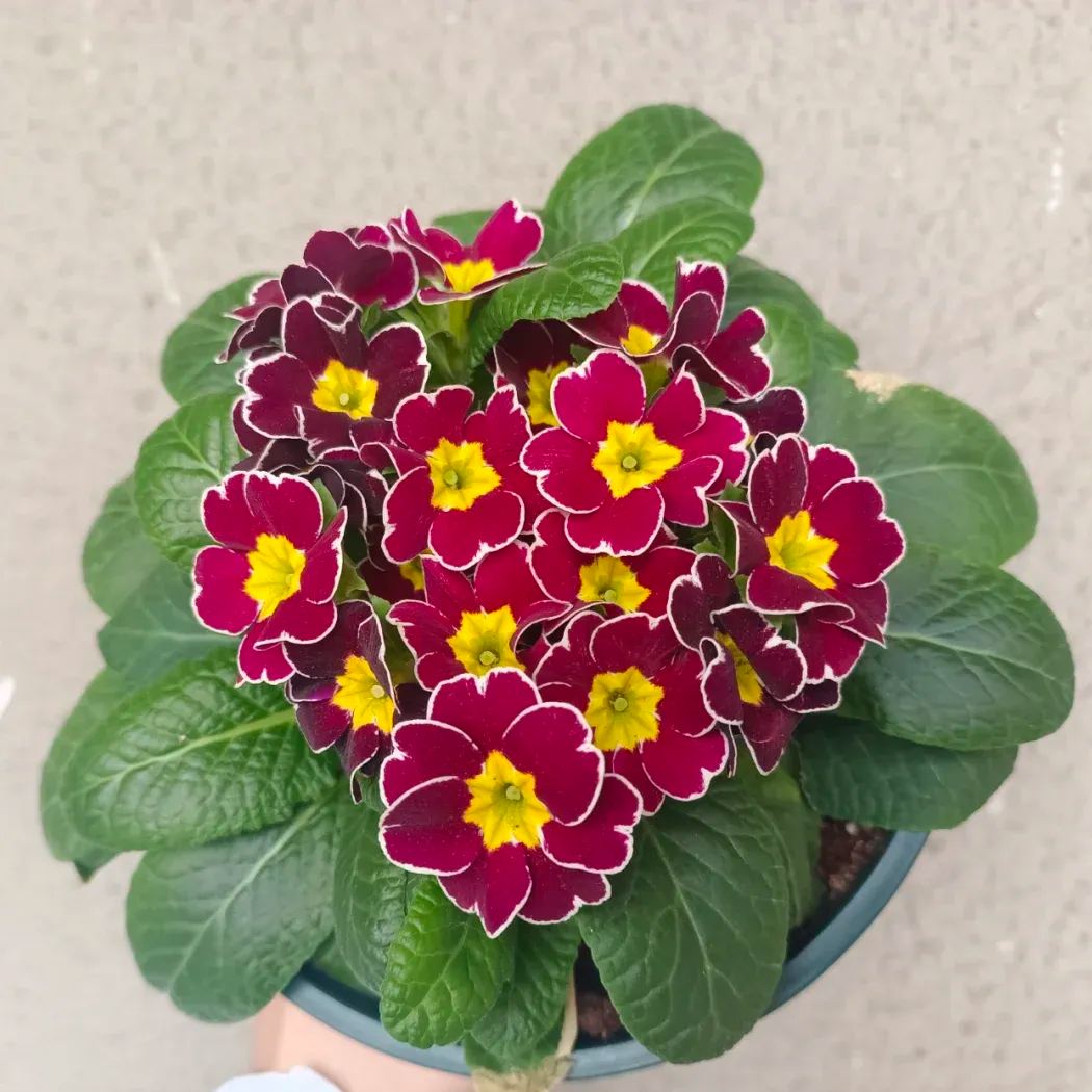 Primula Malacoides Seeds, Primrose Seeds-chloriseeds