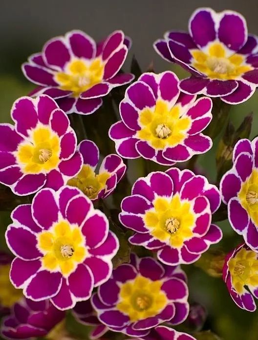 Primula Malacoides Seeds, Primrose Seeds-chloriseeds