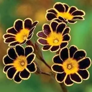 Primula Malacoides Seeds, Primrose Seeds-chloriseeds