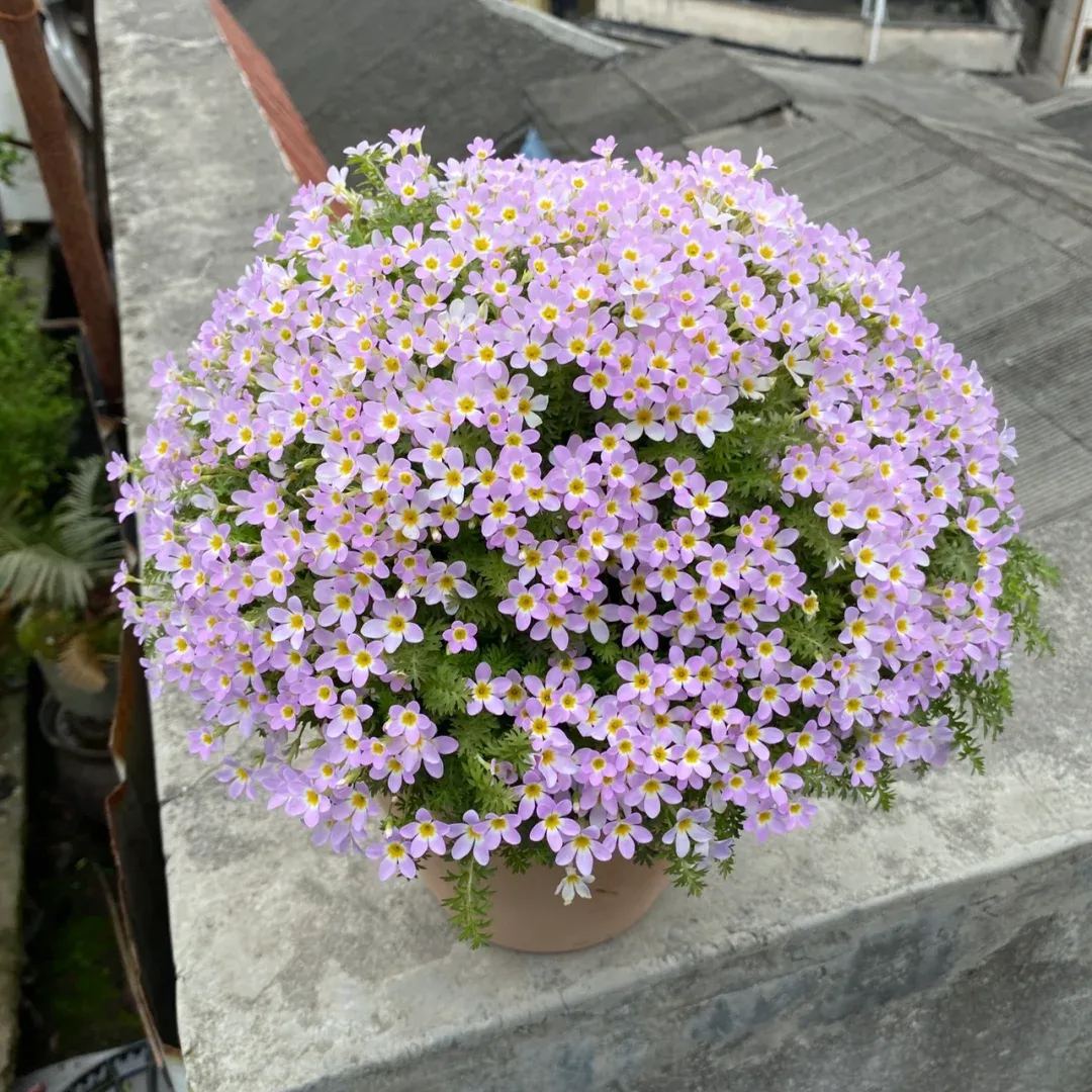 Primula Malacoides Seeds, Primrose Seeds-chloriseeds