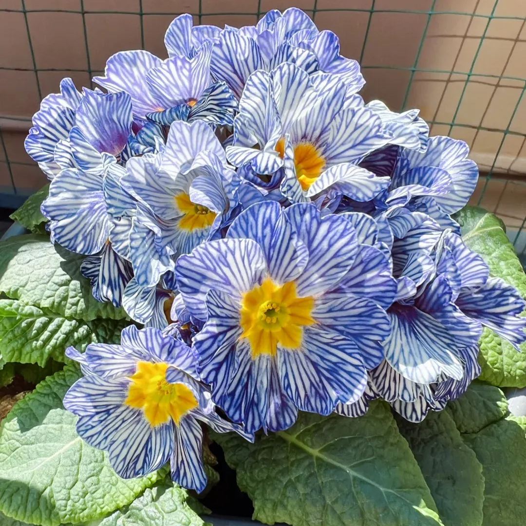 Primula Malacoides Seeds, Primrose Seeds-chloriseeds