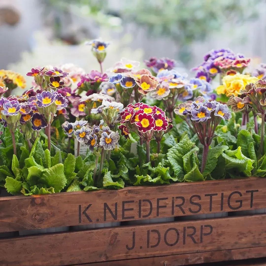 Primula Malacoides Seeds, Primrose Seeds-chloriseeds