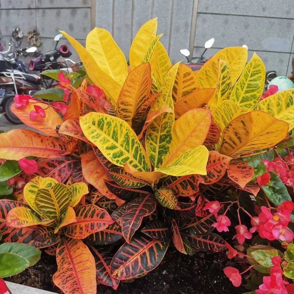 Garden croton