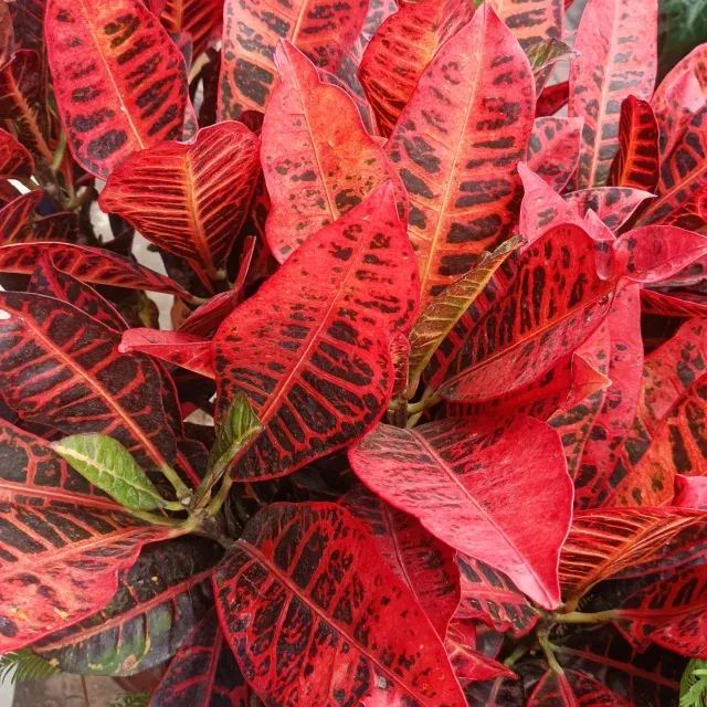 Garden croton