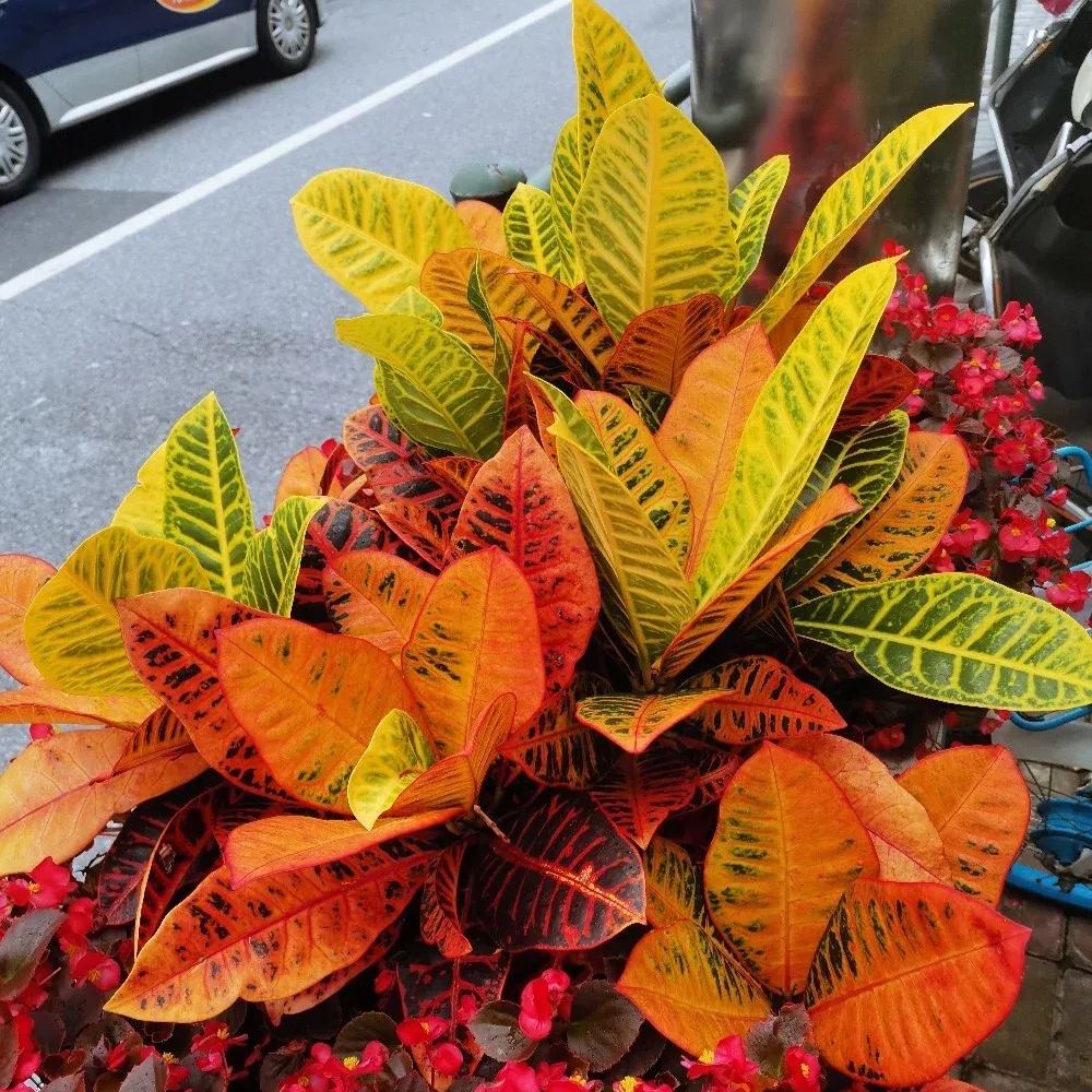 Garden croton