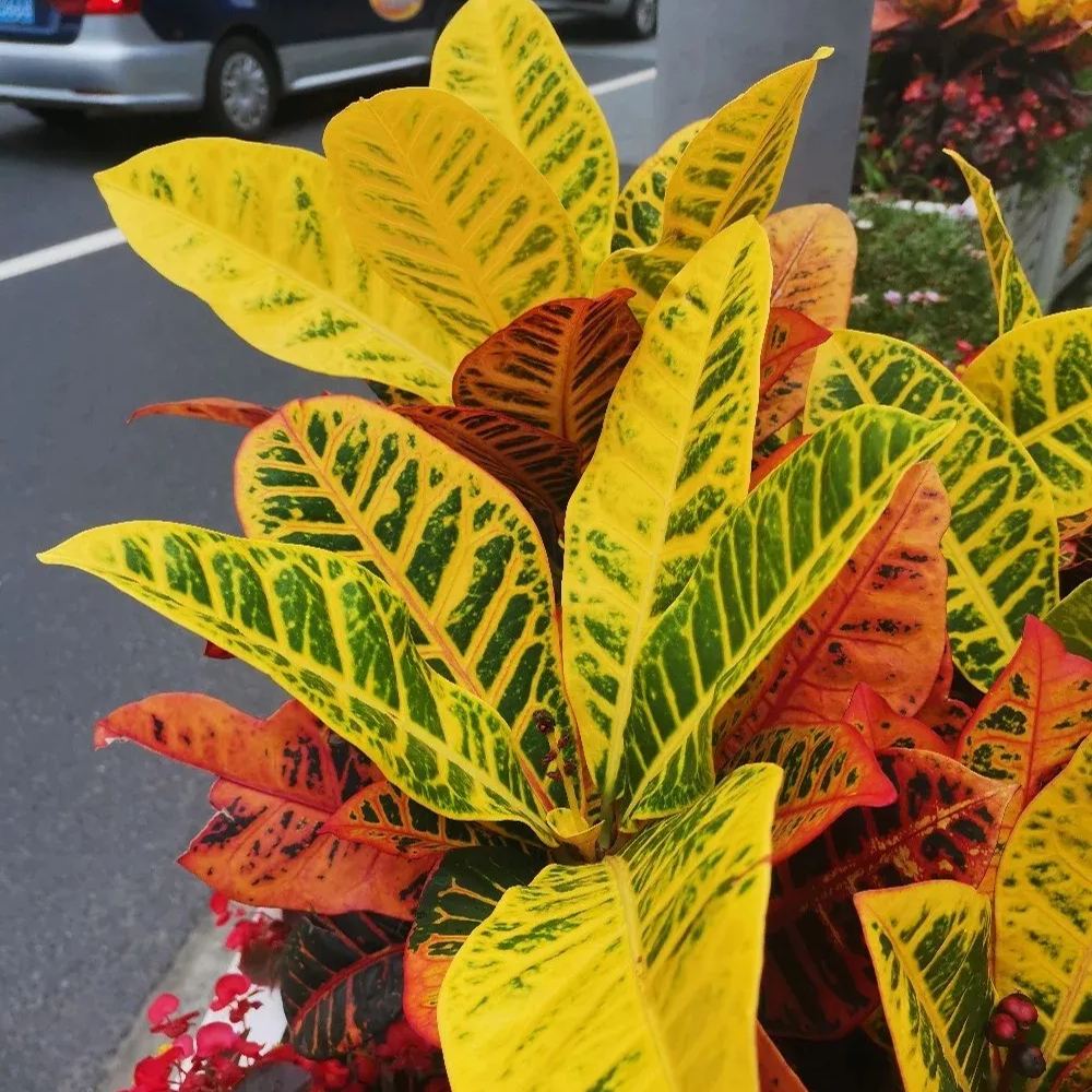 Garden croton