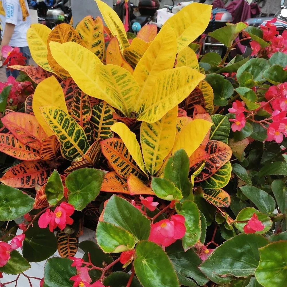 Garden croton