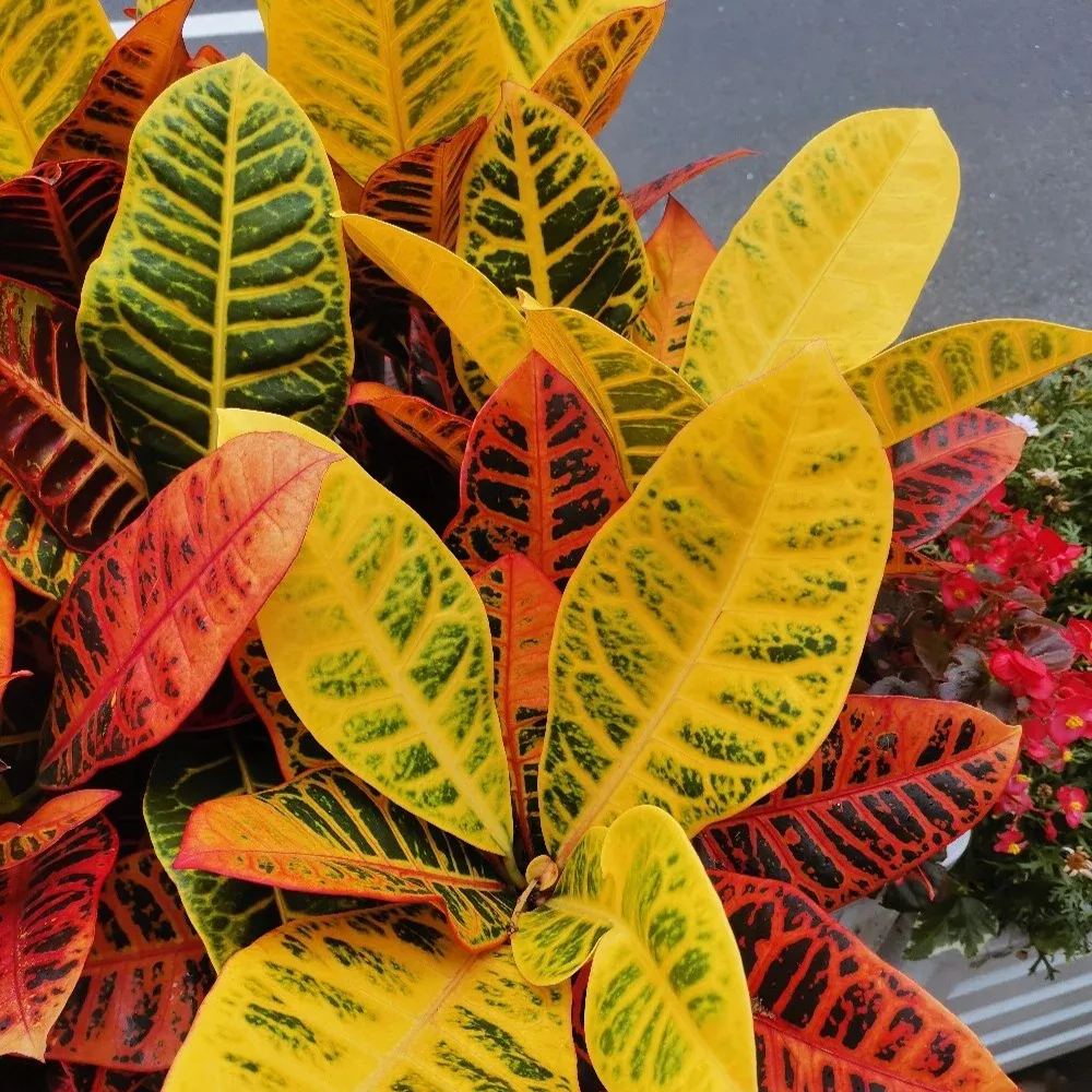 Garden croton