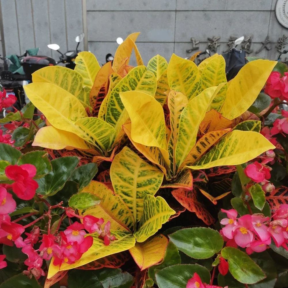 Garden croton