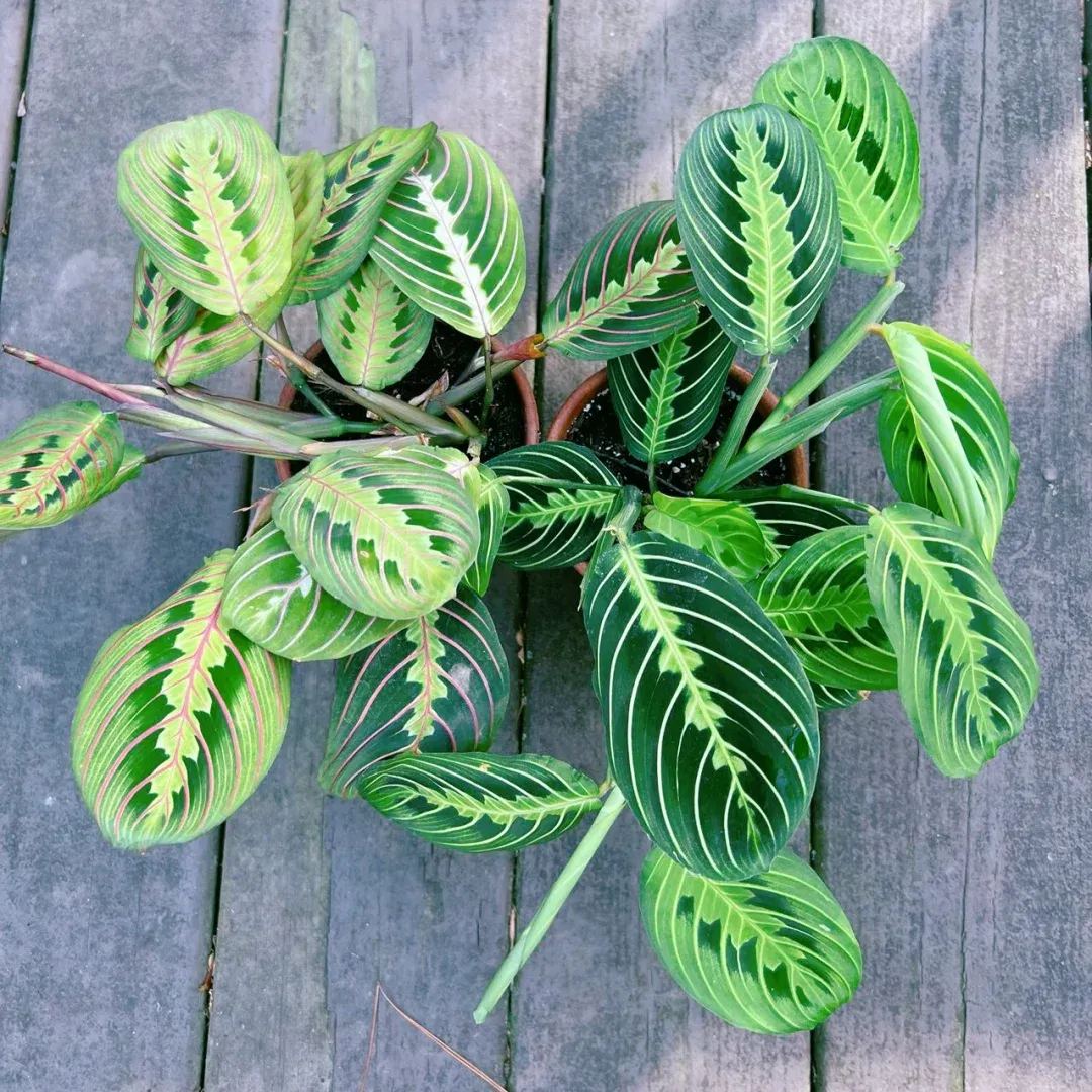 Bartolomeo Maranta Seeds，Prayer Plant Seeds