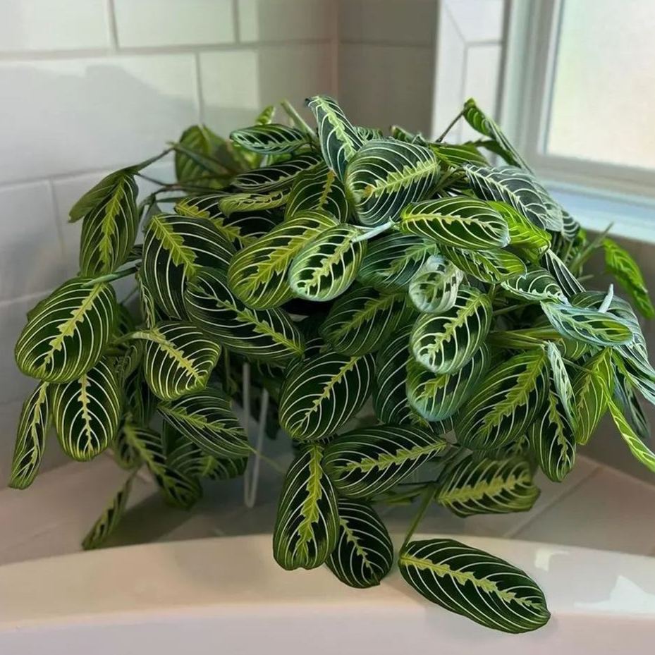 Bartolomeo Maranta Seeds，Prayer Plant Seeds