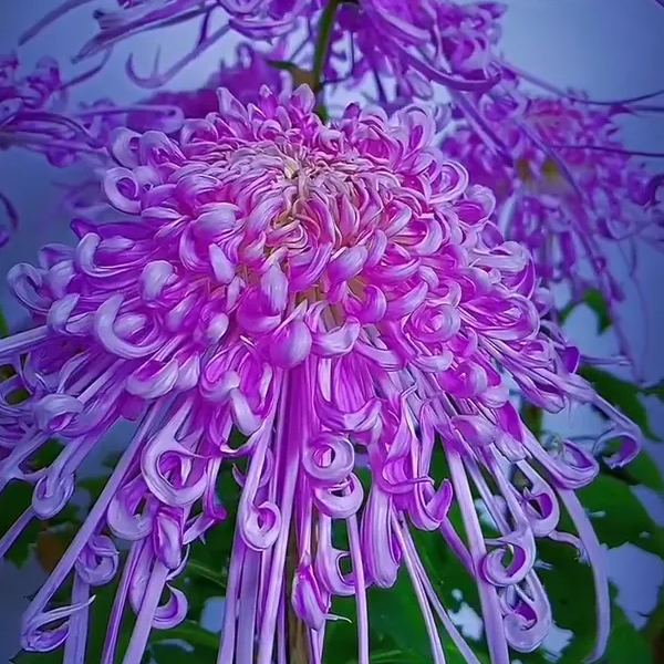 Beautiful Rare Golden Daisy🌻Easy