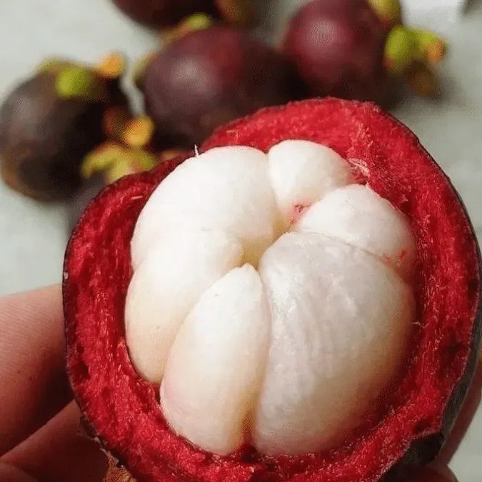 Mangosteen Plant Seeds