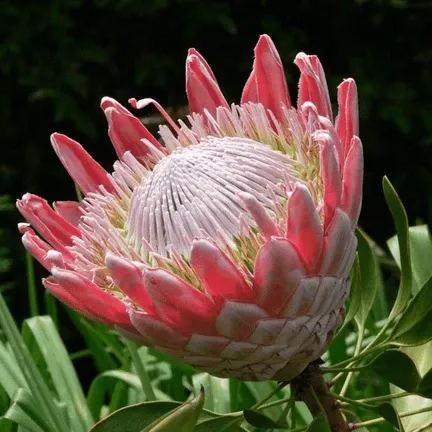 Protea Cynaroides Flower Seeds