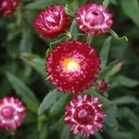 Helichrysum Seeds